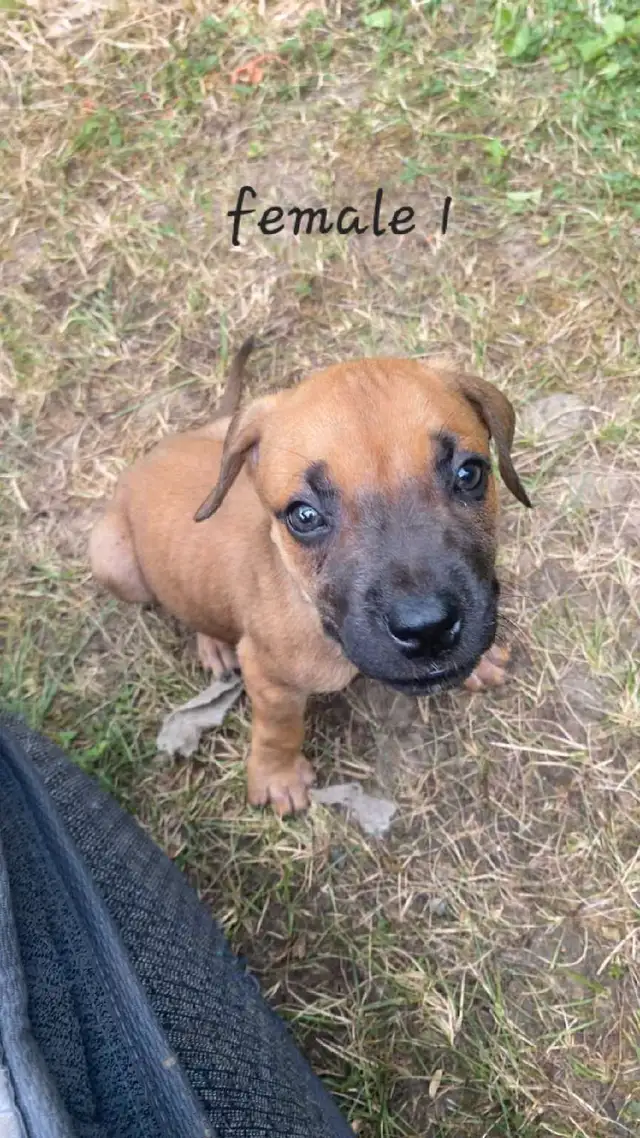 3 puppie  daniff ( cane corso/ great dane/dogue de bordeaux in Dogs & Puppies for Rehoming in Longueuil / South Shore - Image 2