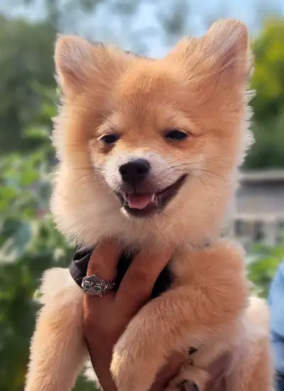 Orange tiny male Pomeranian (last one) 3 months old, View more