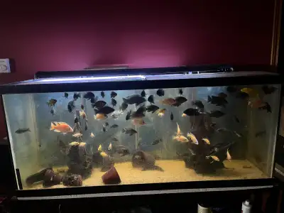 125 Aquarium/ Complete Fish tank set ups, View more