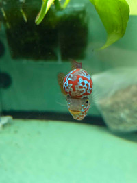 Flowerhorn ZZ