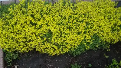 Sedum Border Plant  - lowest price, View more