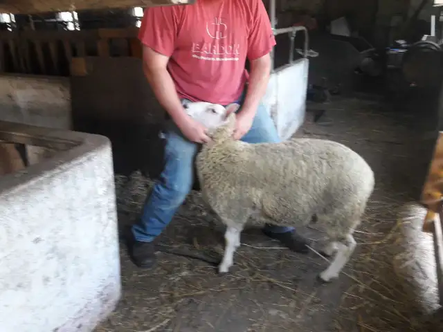 Yearling Ram for sale  in Livestock in Owen Sound - Image 3