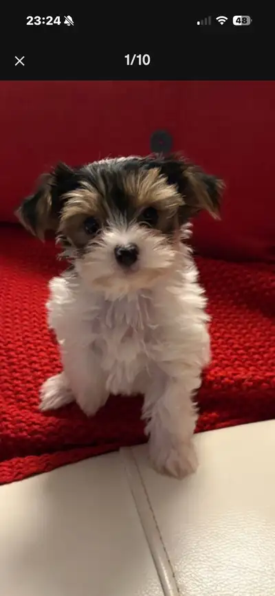 Morkie Biewer, View more