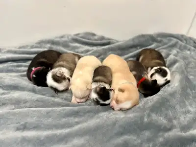 Pomsky puppies ready NOVEMBER, View more