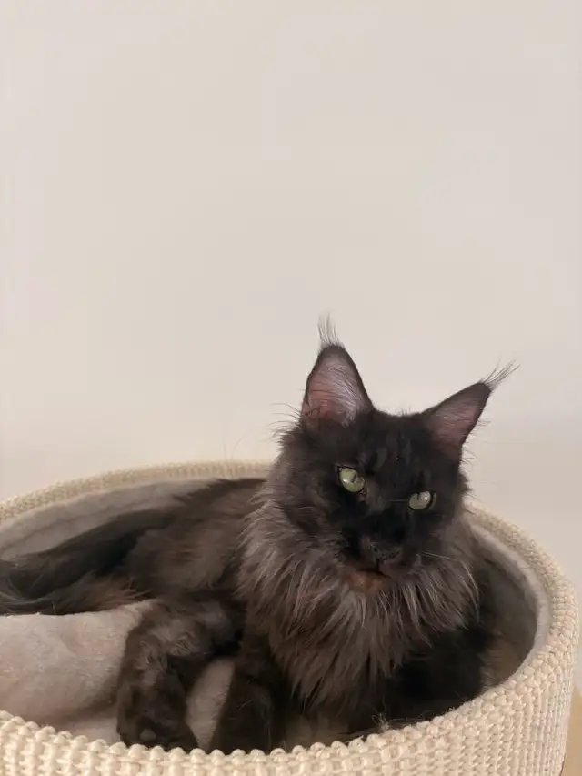 Female Mainecoon Breeding Queen