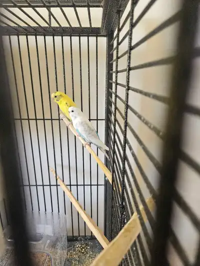 Budgies and cage, View more
