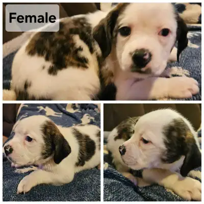 Mini Bulldog and Frenchton Mix, View more