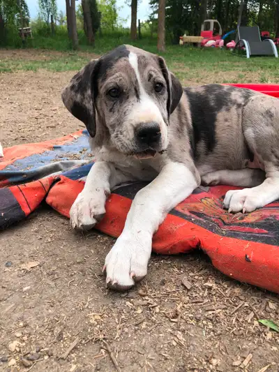 Great Dane X Puppies, View more