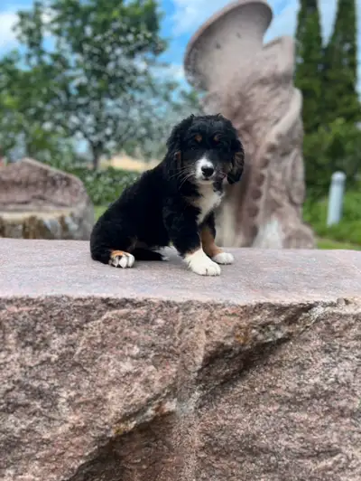 Mini Bernedoodle one female left, View more