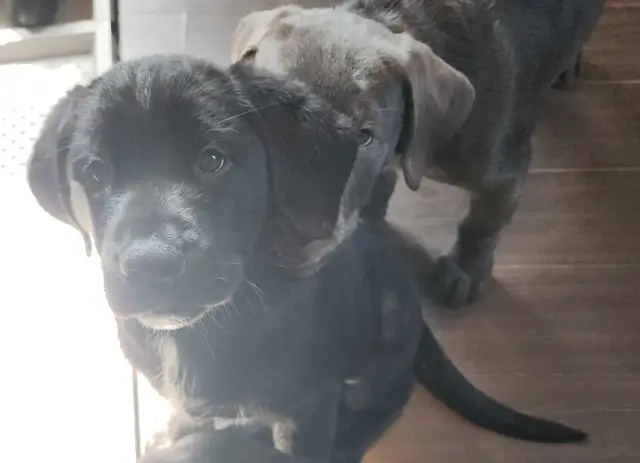 1 left!! Puppy Ready for her forever home in Dogs & Puppies for Rehoming in Barrie - Image 7
