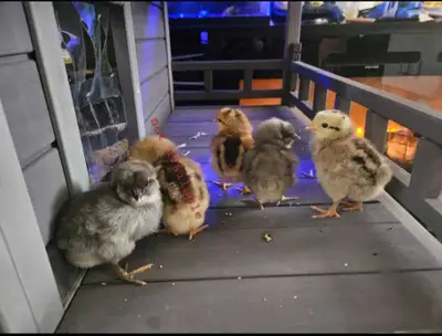 week old straight run chicks, View more
