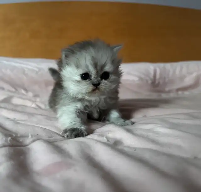 chaton persan pure race in Cats & Kittens for Rehoming in Laval / North Shore - Image 5