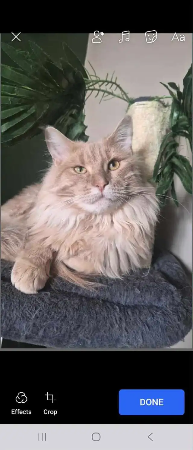 Maine Coon &amp; persian
