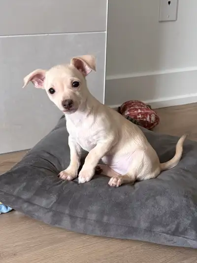 Bb Chihuahua à vendre, View more