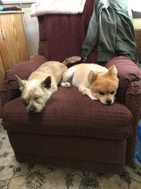 Looking for a dog walker for 2 small dogs