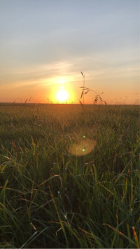 Wanted! Pasture in southern Alberta 