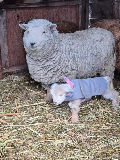Babydoll sheep, View more