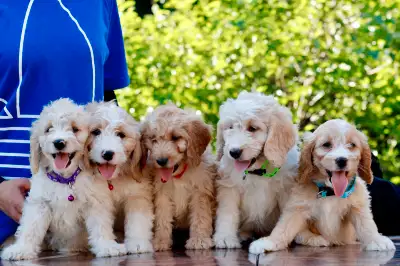 Mini Goldendoodle Puppies(f1b), View more