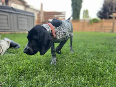 GERMAN SHORTHAIRED POINTER PUP, View more