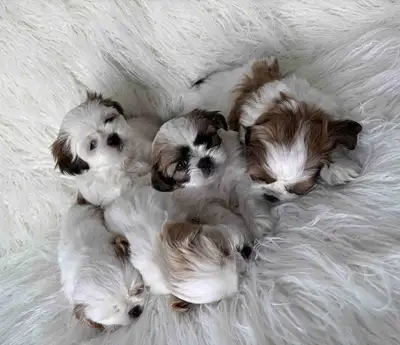 ❤️sweetheart shih tzu puppies❤️, View more