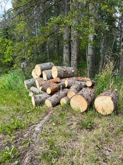 $60 for a truck box full. There are over a couple truck box loads of firewood here first come first...