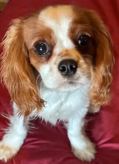 Cavalier King Charles Spaniel puppy!, View more