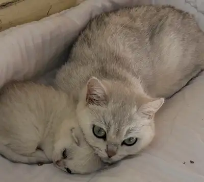British shorthair _ Silver Shaded, View more