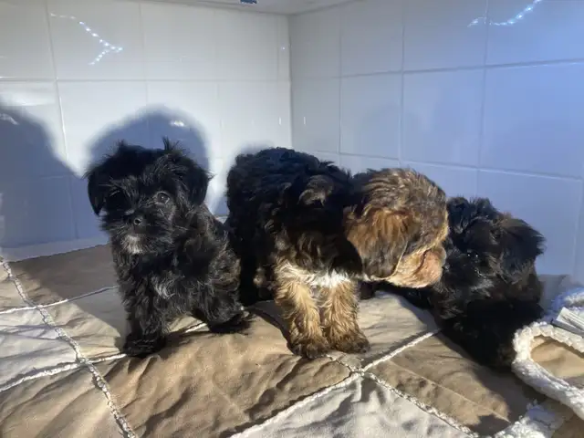 yorkipoo (Yorkshire mixe) in Dogs & Puppies for Rehoming in Drummondville - Image 4