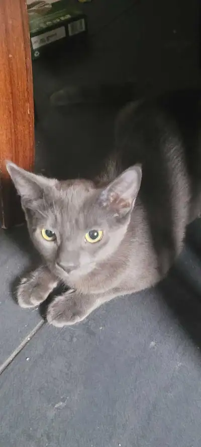 Russian blue female kitten, View more