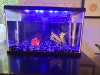 Aquarium Fish Tank- 10 gallon