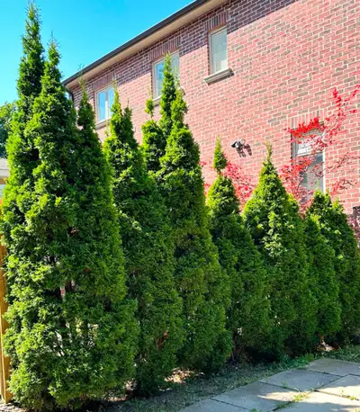FOR SALE YARD WORK LANDSCAPEING LABOURE FOR HIRE DURHAM REGIONS 416 315 2933 BUSH SHRUB CUT DOWN AND...