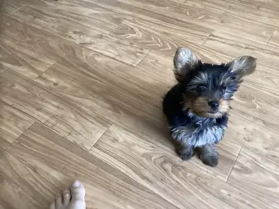 Yorkie puppy, View more