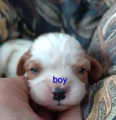 Cavalier Puppies for sale, View more