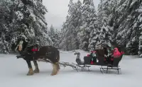 Gorgeous horse sleigh
