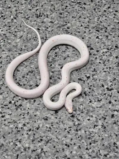 Cornsnakes! Breeders and subadults, View more