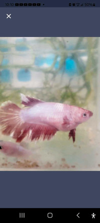 Betta Fish Adult Male and Female