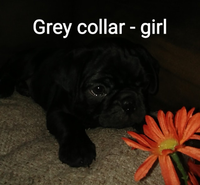 Pug puppies for sale Dogs & Puppies for Rehoming Prince Albert Kijiji