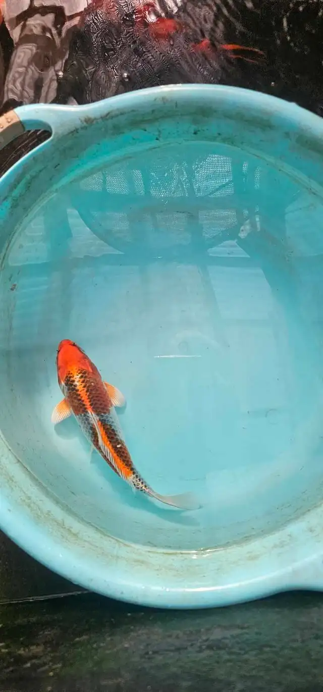 Japanese koi in Fish for Rehoming in Calgary - Image 7