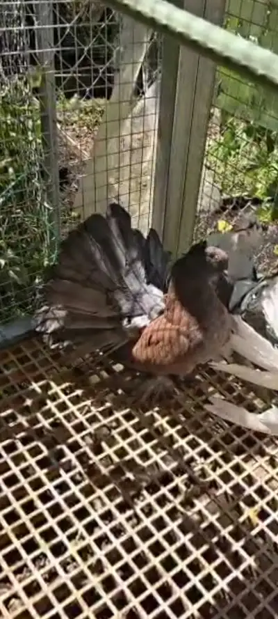 a pair fantail pigeons, View more