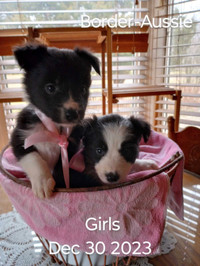 Border-Aussie &  Border Collies available now