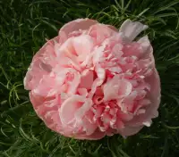 Wanted Pink double fern leaf peony.....