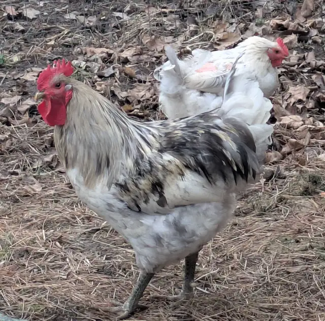 Purebred Jersey giants hatching eggs in Livestock in Hamilton - Image 4