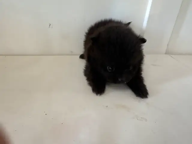 Gorgeous Pomeranian puppies are ready for a new family in Dogs & Puppies for Rehoming in Richmond - Image 5