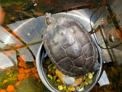 Adult Red Eared Turtle Rehome, View more