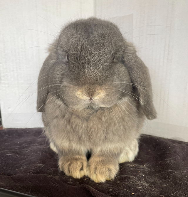 Purebred Holland Lop Junior Bucks Updated in Small Animals for Rehoming in Kitchener / Waterloo - Image 2