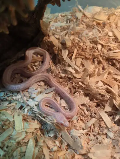 Fancy Corn Snake (Female), View more