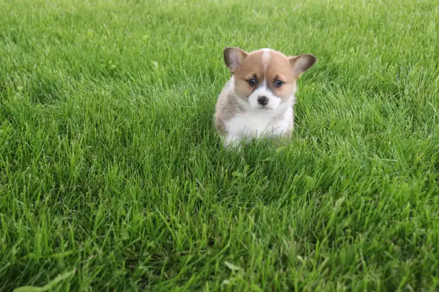 Two CKC Registered Female Pembroke Welsh Corgi Pups Available in Dogs & Puppies for Rehoming in Sarnia - Image 3