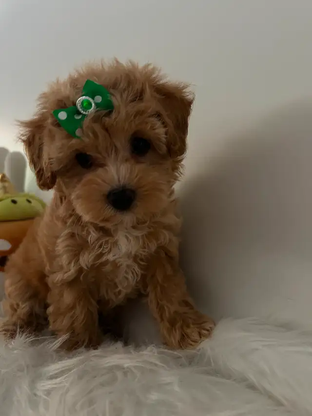 Beautiful maltipoo toy girl (poodle/Maltese) in Dogs & Puppies for Rehoming in City of Toronto - Image 4