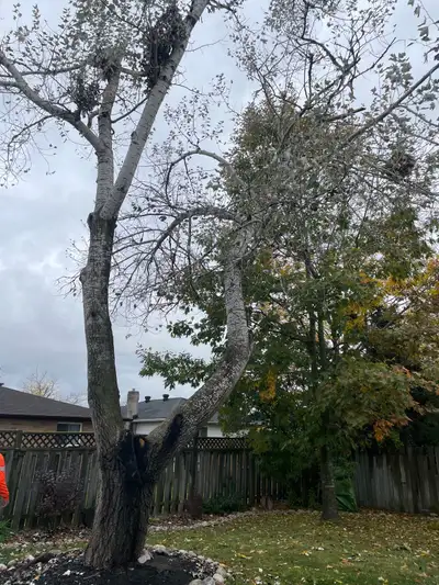 tree trimming / Tree Removals / Stump Grinding, View more