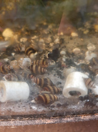 Assassin snails